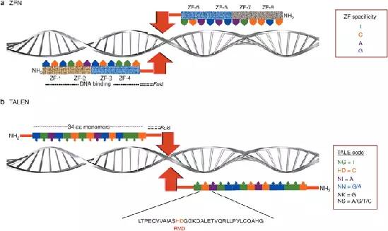 英国基因疗法治愈一岁患血癌女婴 系全球首例