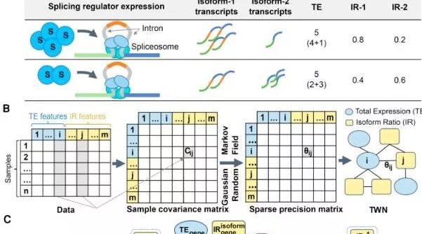 干货|共表达网络揭示组织特异性转录调控和剪接