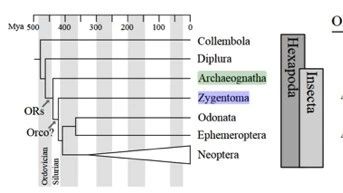 新一代建树工具IQ-TREE之快问快答