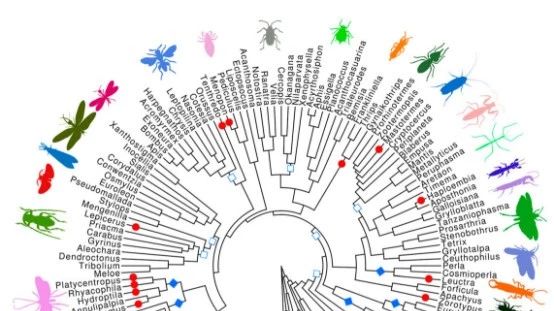 PNAS最新研究揭示多倍体在昆虫进化中的普遍性——兼谈多倍体现象与基因组倍增