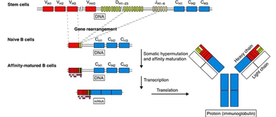【文献解读】人类B细胞受体库的高频率共享克隆型