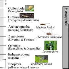 从竞争对手到合作共赢——预印本助力elife新文解密昆虫气味受体起源