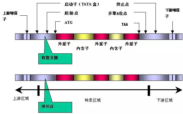 开放阅读框（ORF）预测