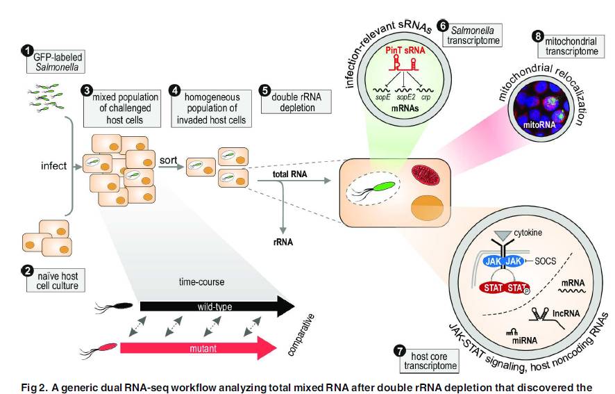 干货|互作转录组介绍