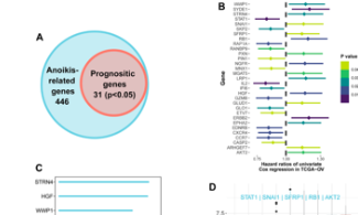 SXR202305015C+新型失巢凋亡相关基因预测卵巢癌预后模型构建与验证