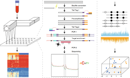 循环肿瘤DNA的精准检测新技术 ELSA-seq | 深度甲基化测序