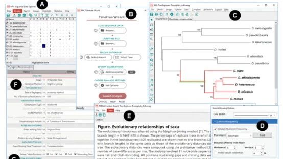 年引用量数千的经典软件MEGA又出新版本啦