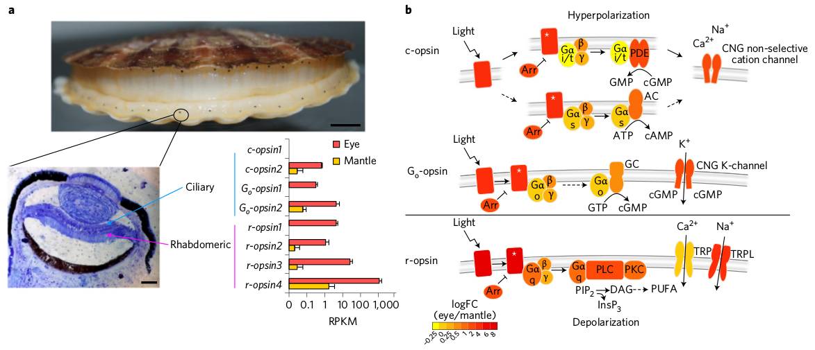 扇贝基因组揭示双侧对称动物核型和发育进