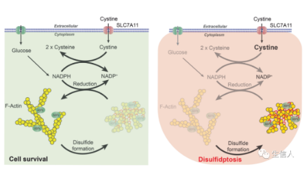 最新细胞死亡方式之双硫死亡！快人一步生信切入点！