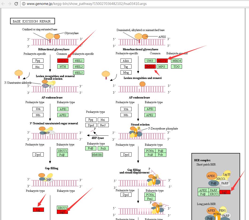 KEGG Pathway 中基因的颜色怎么简单的标记上去
