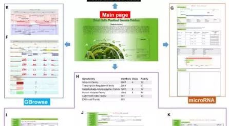 谷子功能基因组学数据库
