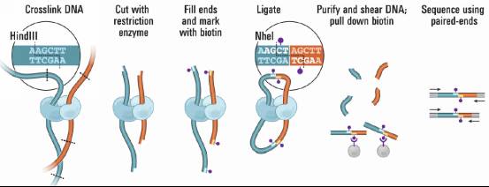 10X,Chicago和HI-C组装谁会赢？