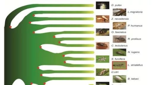 灰飞虱基因组解读