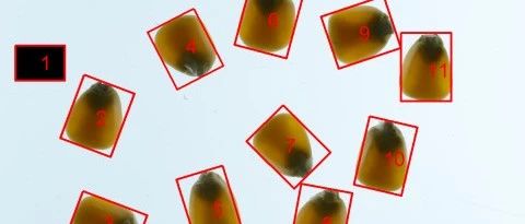 基于图片的多物体长宽测量软件