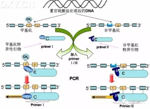 CpG岛是什么东东