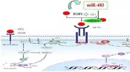 推荐|38个miRNA数据库