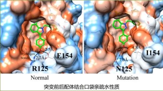 一个故事了解新药研发的始末