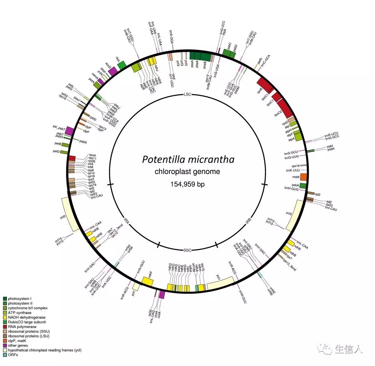 叶绿体基因组组装步骤