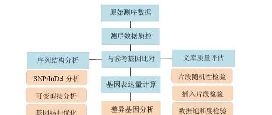小鬼的转录组测序分析专题（三）