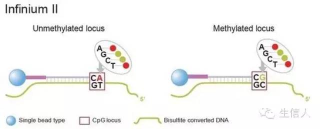 甲基化研究综述
