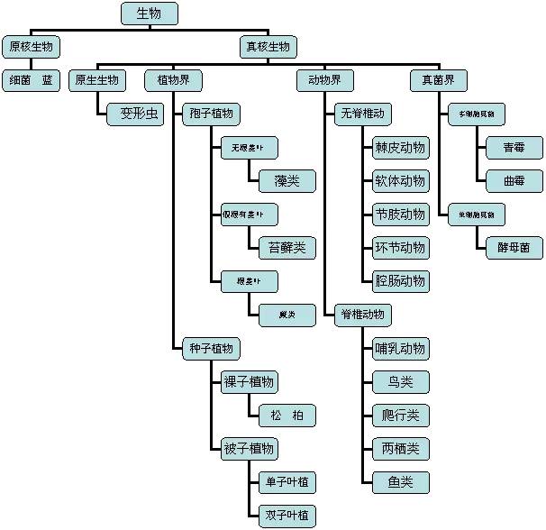 地球上的生物是如何分门别类的？