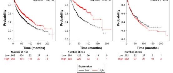 单个基因家族生信分析套路
