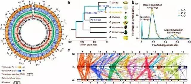 基因家族分析（稿）