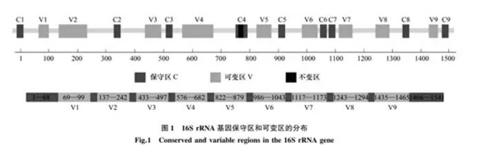 16S多样性测序，到底该选啥引物？！