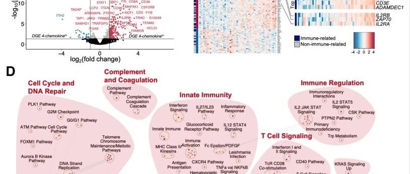 Clinical Cancer Research|胰腺癌Tcell炎性相关趋化因子分析