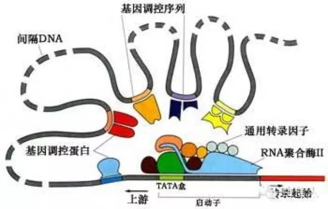 顺式作用元件与反式作用因子
