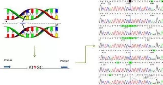 sam文件格式介绍