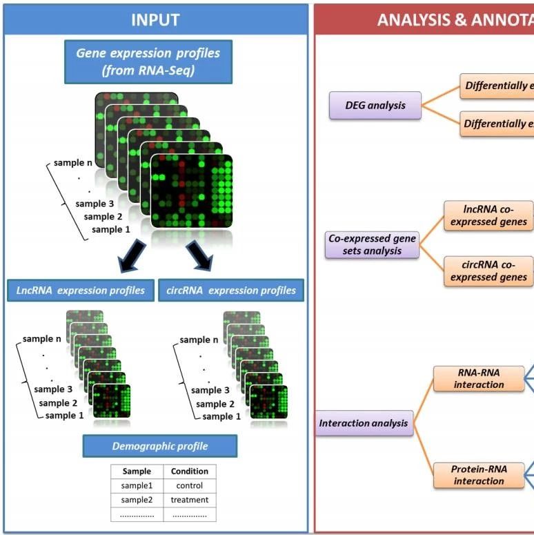 旧文|构建ceRNA网络的神器：circlncRNAnet
