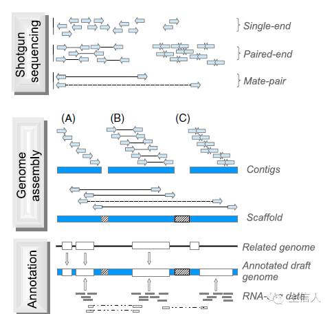 三思后行的基因组项目