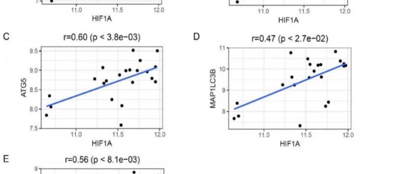 涎腺腺样囊性癌中研究由HIF-1α调控的自噬相关基因的表达