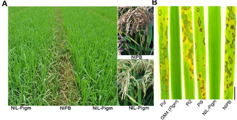 十年一剑攻克水稻癌症