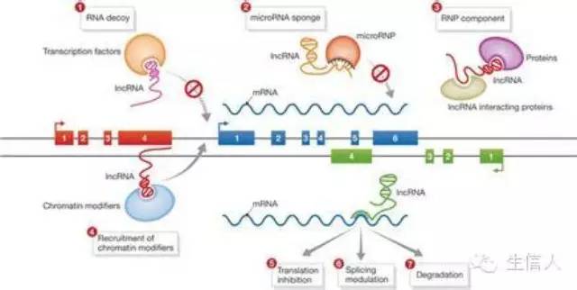 lncRNA相关网站介绍