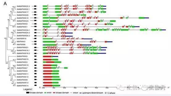 基因家族分析套路（三）