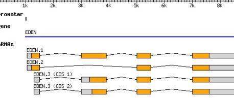 小鬼的转录组测序分析专题（二）