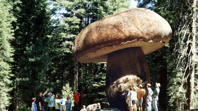 同样是真菌，为啥蘑菇长这么大~~~