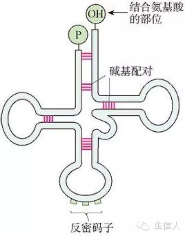tRNAscan-SE在线工具介绍