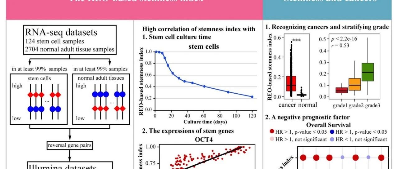 Briefings in Bioinformatics|基于REO的干性指数