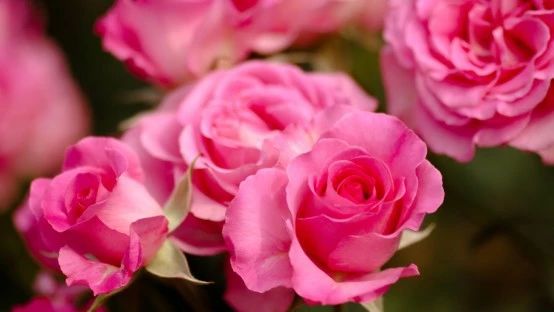 做任务，生信人课堂价值数千元的视频免费看