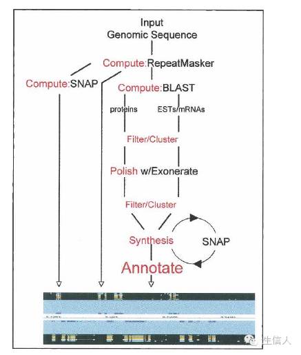 MAKER2基因注释流程