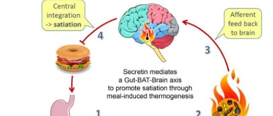 长文|饱感是如何产生的