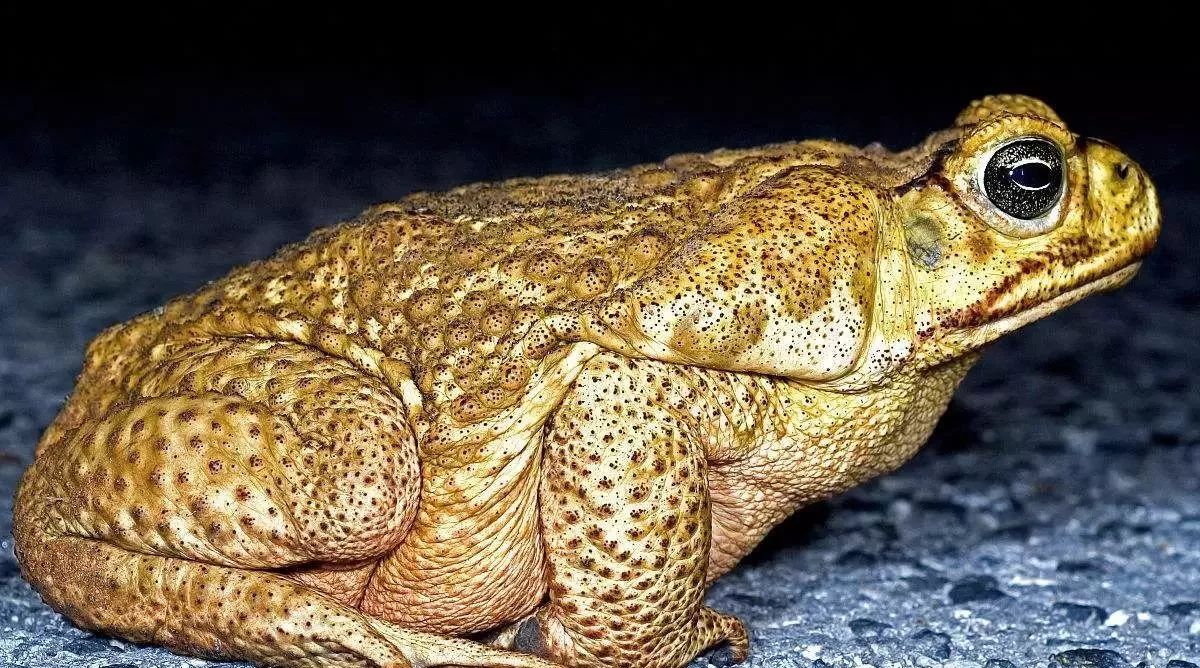 套路|海蟾蜍的混样转录本组装