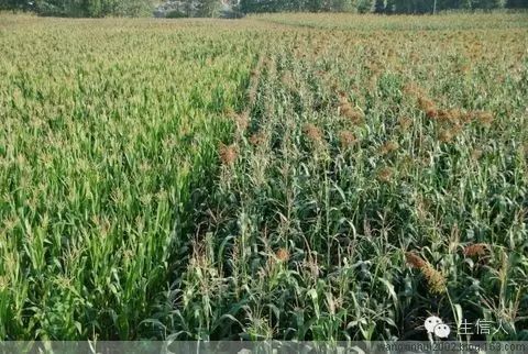 Pacbio Iso-Seq 助力玉米高粱转录组研究