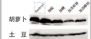 科研必备PS作图小技巧
