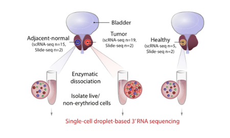 前列腺癌单细胞和空间转录组整合分析17+