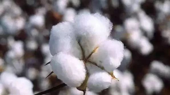 深度解读NG亚洲棉基因组和GWAS文章