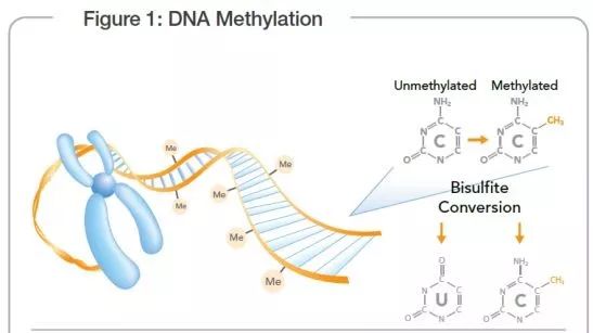 肿瘤相关的甲基化高通量数据介绍